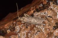 Ephestia