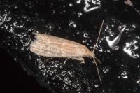 Ephestia