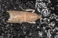 Ephestia