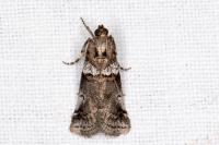 Acrobasis legatea