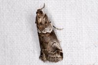 Acrobasis legatea