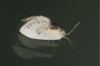 Cilix glaucata