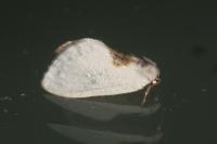 Cilix