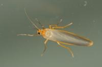 Manulea complana