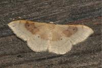 Idaea degeneraria