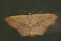 Scopula imitaria
