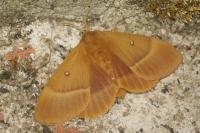 Lasiocampa quercus
