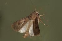 Agrotis exclamationis