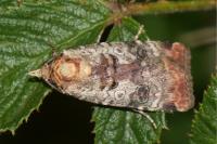 Epilecta linogrisea