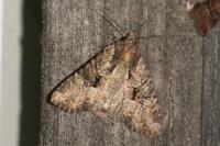 Mesapamea secalella/secalis