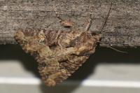 Mesapamea secalella/secalis