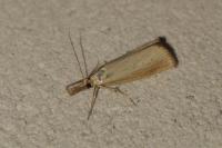 Agriphila straminella