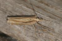 Ancylolomia tentaculella