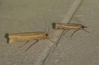 Ancylolomia tentaculella