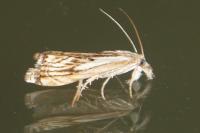 Catoptria falsella
