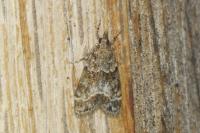 Eudonia mercurella