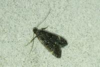 Dichomeris alacella