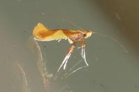 Caloptilia