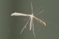 Emmelina monodactyla