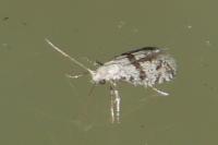 Scythropia crataegella