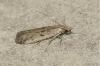Phycitodes binaevella