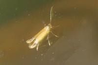 Coptotriche marginea