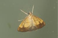 Evergestis limbata