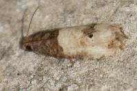 Notocelia roborana
