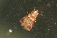 Acrobasis tumidana