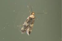 Oegoconia caradjai