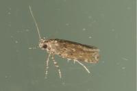 Teleiopsis diffinis