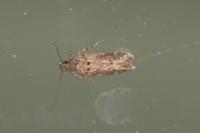 Teleiopsis diffinis