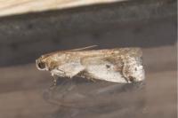 Acrobasis fallouella