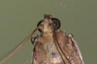 Acrobasis fallouella
