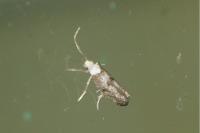 Paraswammerdamia albicapitella