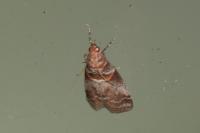 Acrobasis advenella