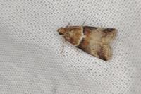 Acrobasis tumidana