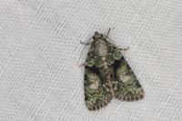 Cryphia algae