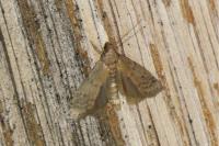 Ephestia