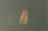 Helcystogramma lutatella