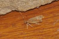 Helcystogramma lutatella