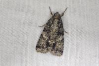 Acronicta rumicis