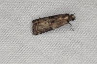 Phycita roborella