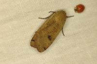 Noctua pronuba