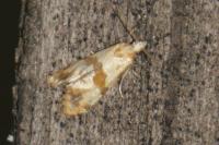 Phalonidia contractana