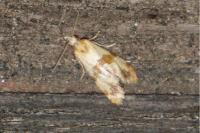 Phalonidia contractana