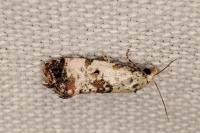 Cochylis hybridella