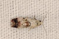 Cochylis hybridella