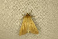 Mythimna pallens