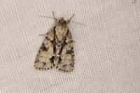 Acronicta strigosa